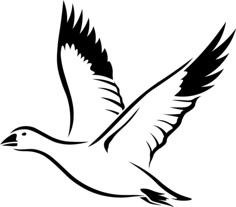 Snow Goose Coloring Page